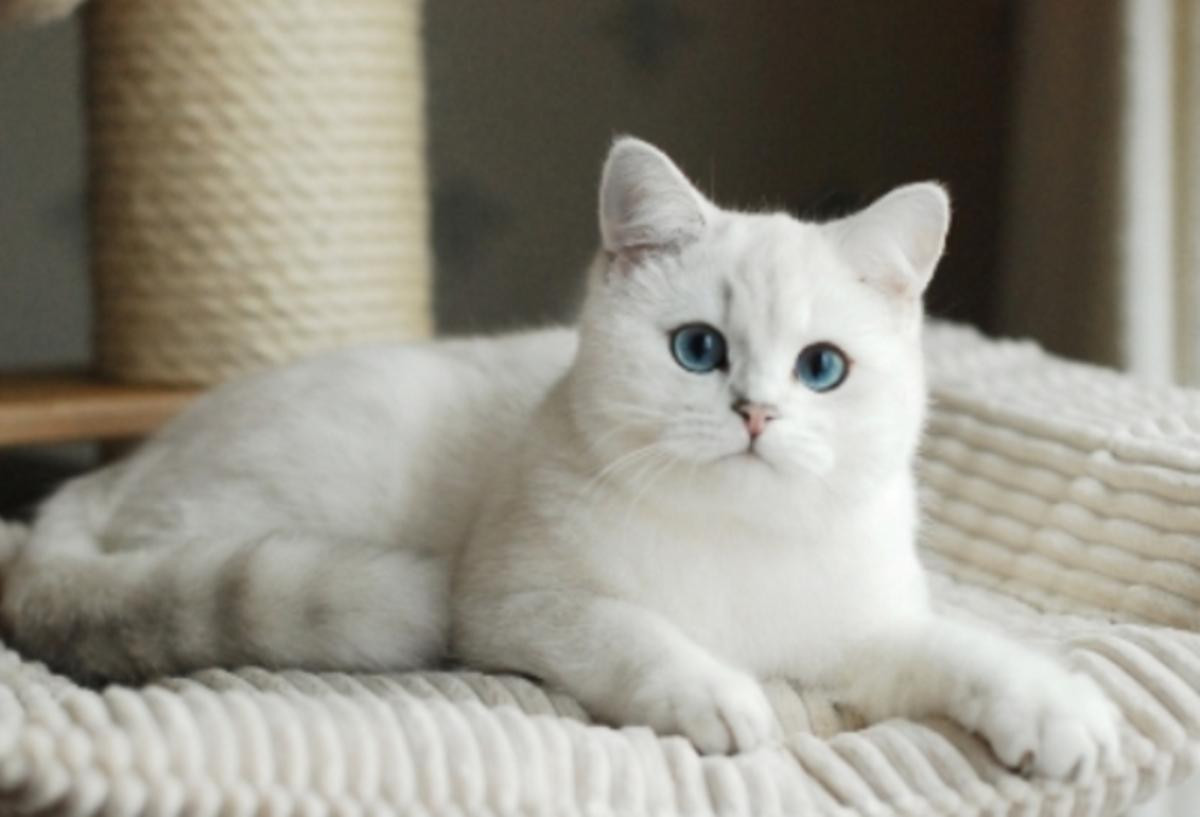 Коты британцы белые фото