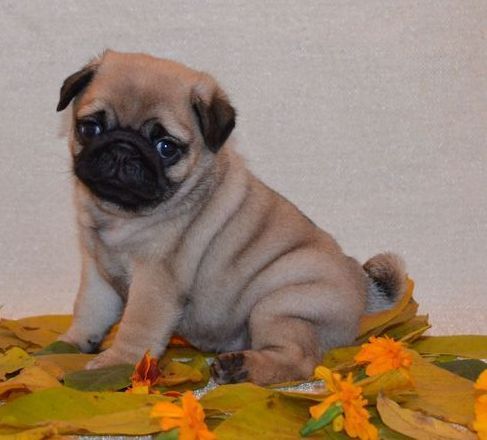 Diet Of 2 Month Old Pug