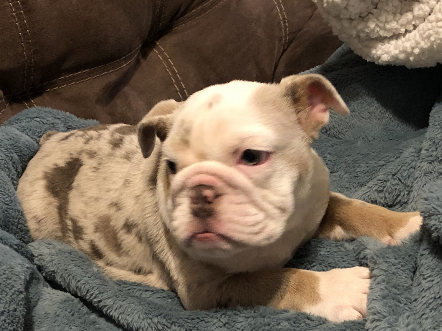 English Bulldog Puppies For Sale In Louisville Ky My Hobby
