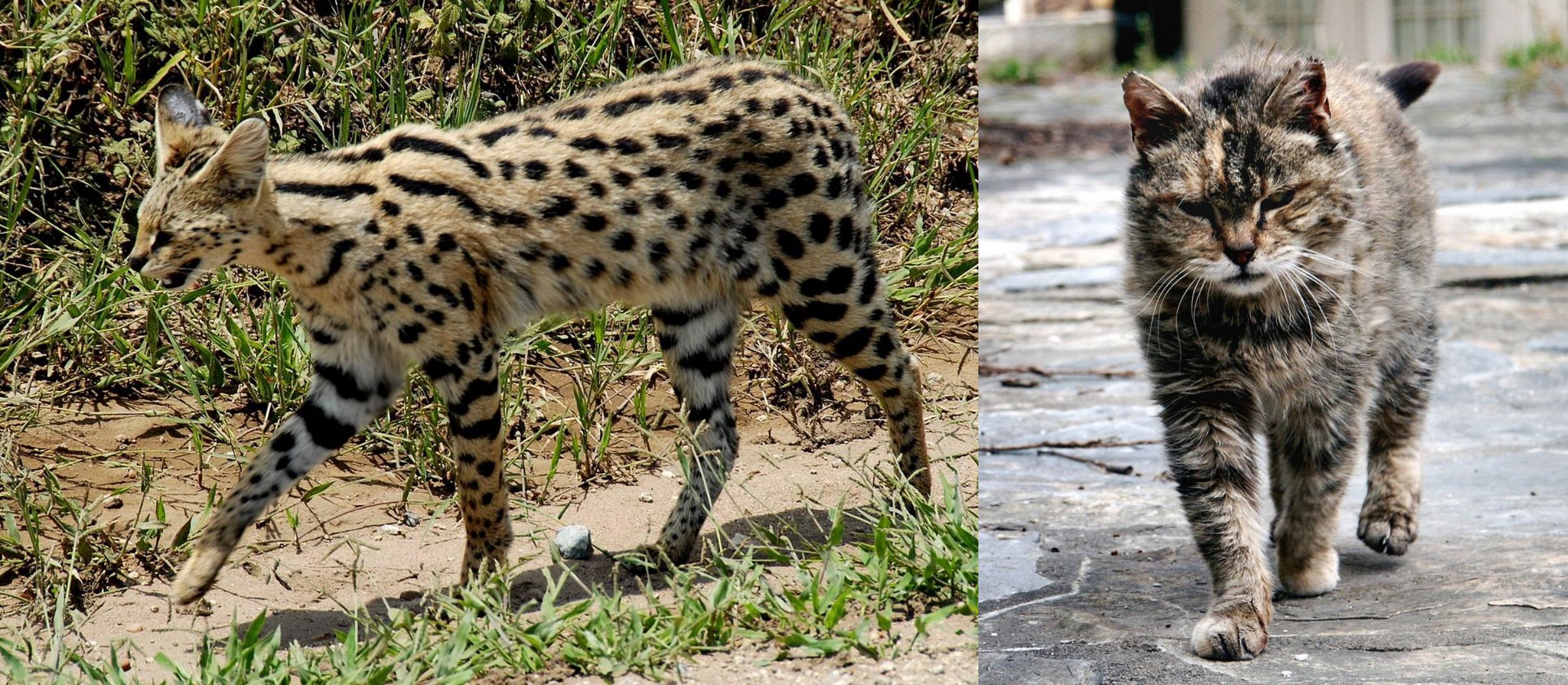 Farm Cat vs African Serval Breed Comparison Petzlover