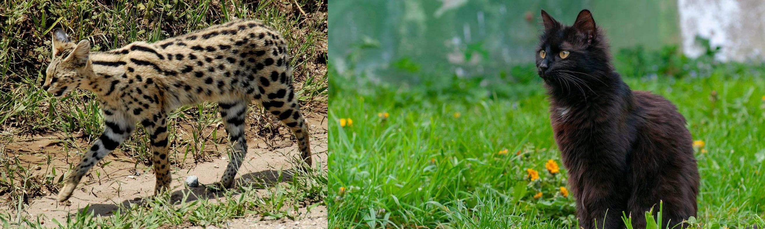 York Chocolate Cat vs African Serval Breed Comparison