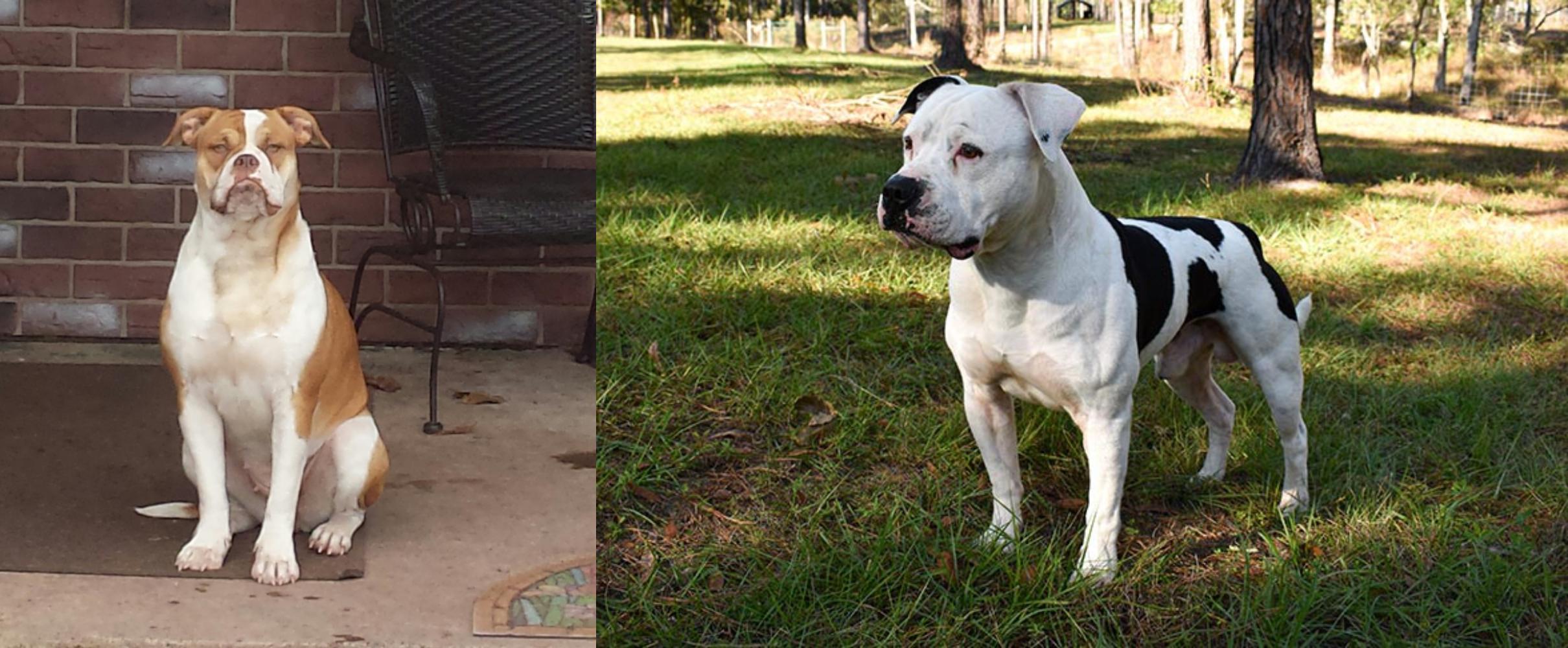 alpha blue blood american bulldog