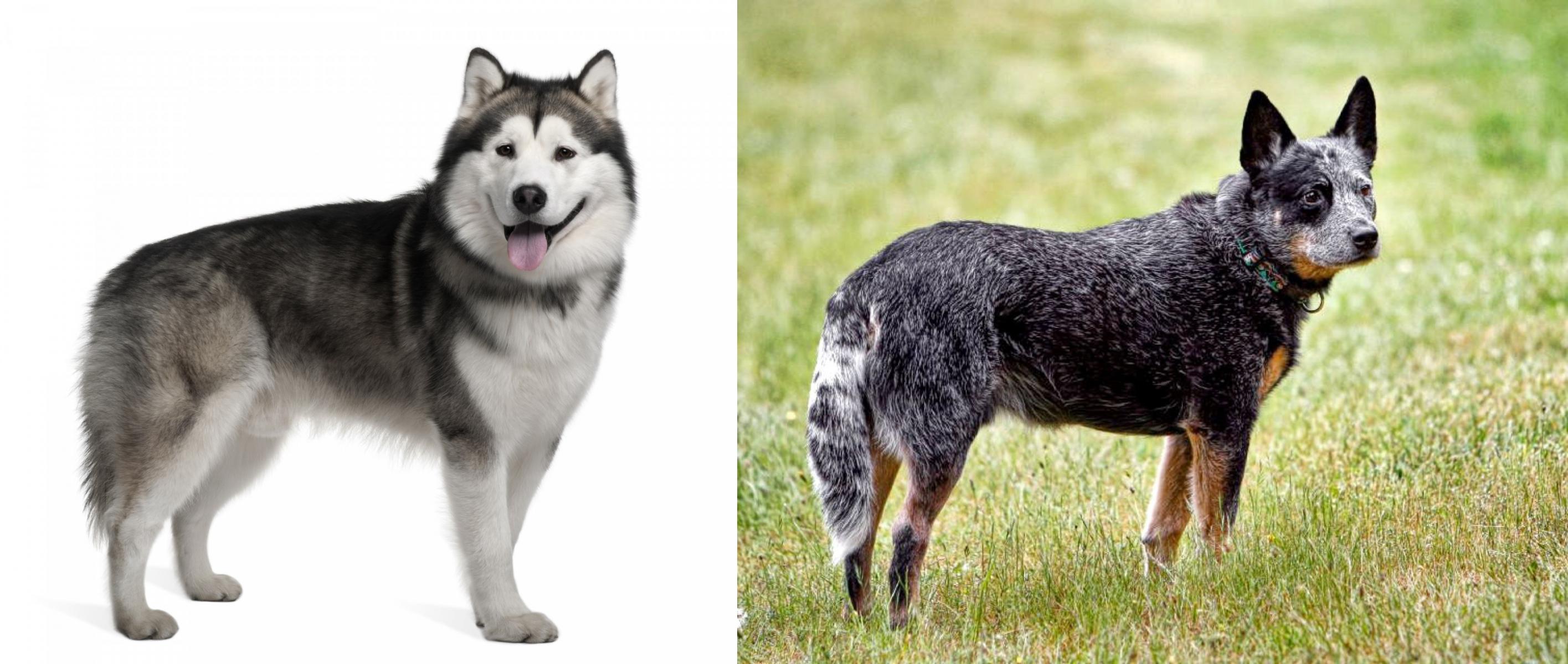 alaskan malamute blue heeler mix