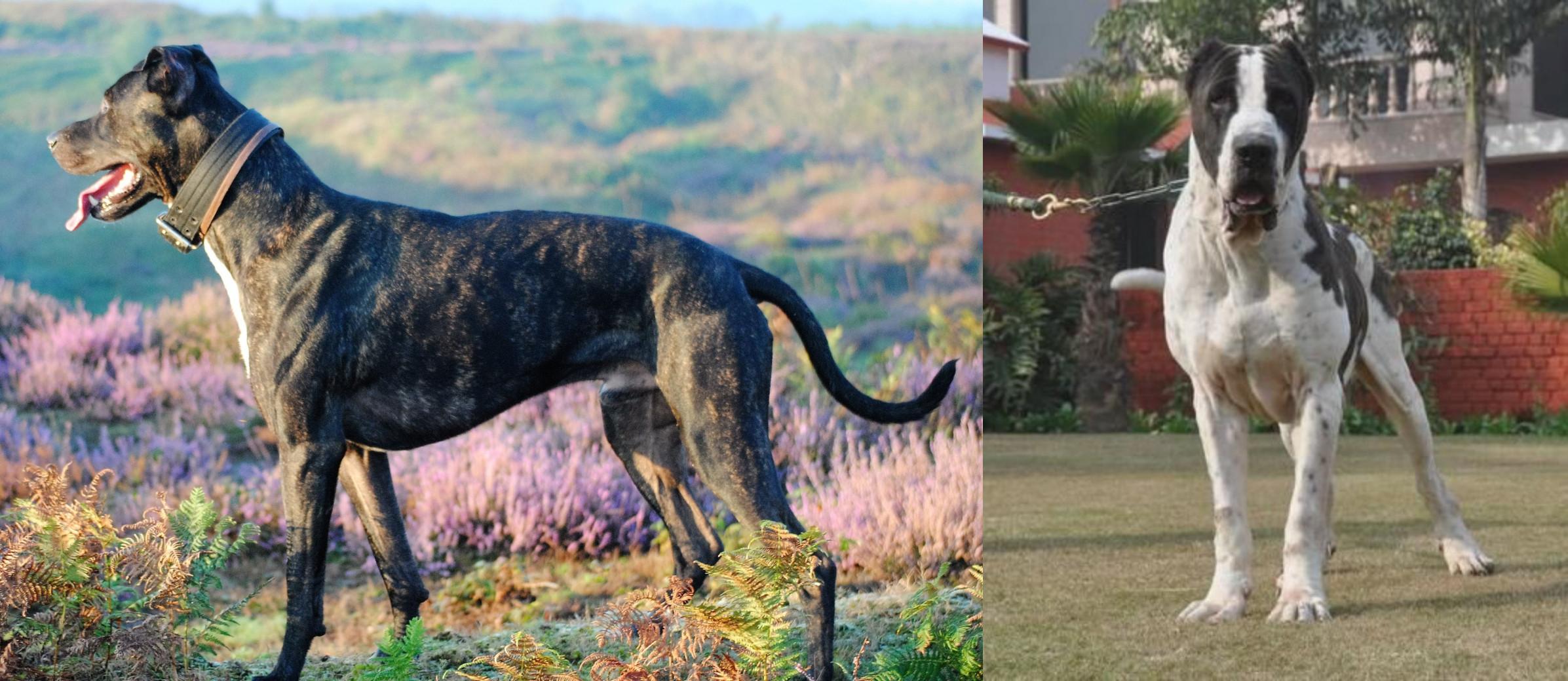 Alaunt Vs Alangu Mastiff Breed Comparison Mydogbreeds