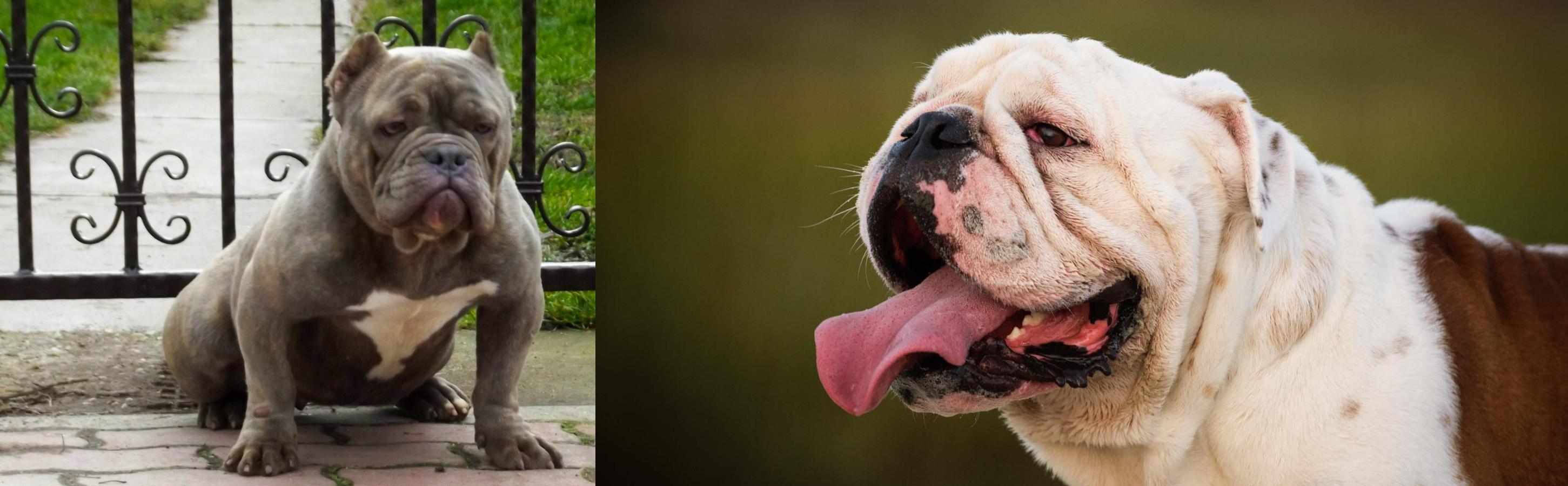 American Bully vs English Bulldog - Breed Comparison