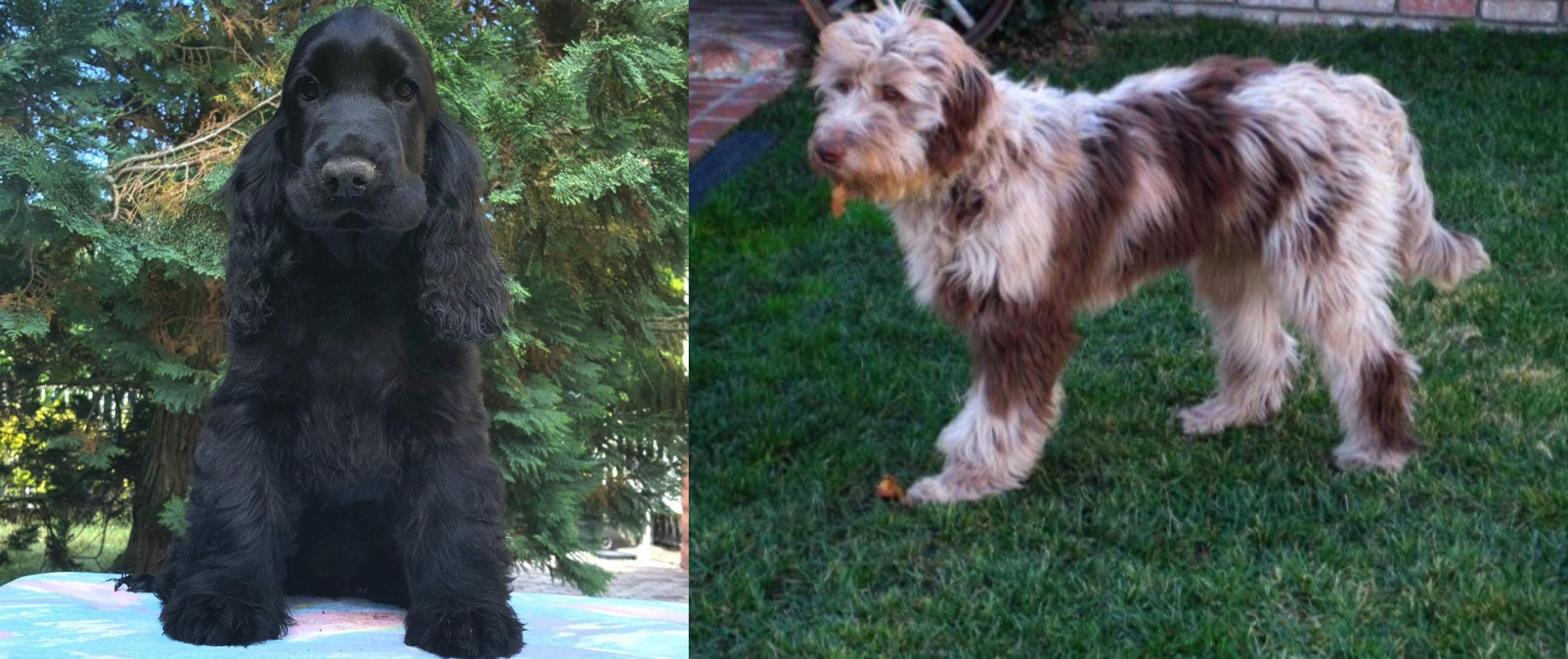 cocker spaniel aussie mix