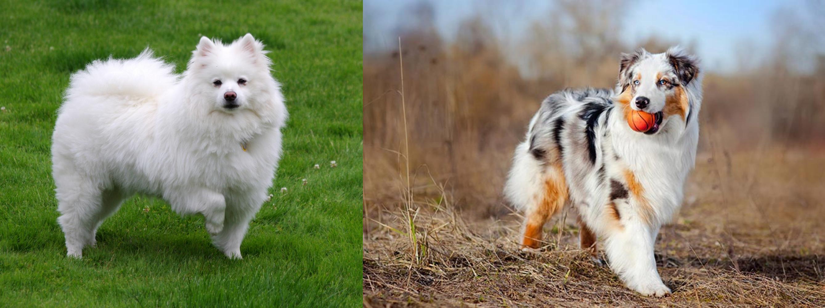 American Eskimo Dog Vs Australian Shepherd Breed Comparison