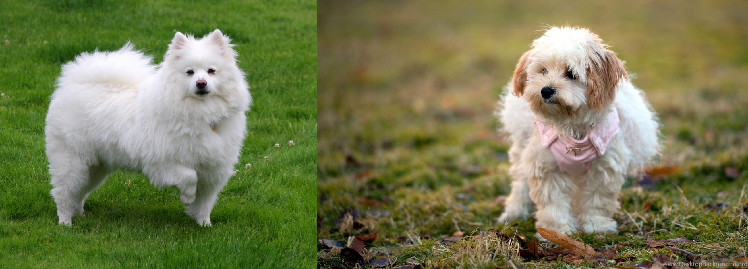 american eskimo terrier