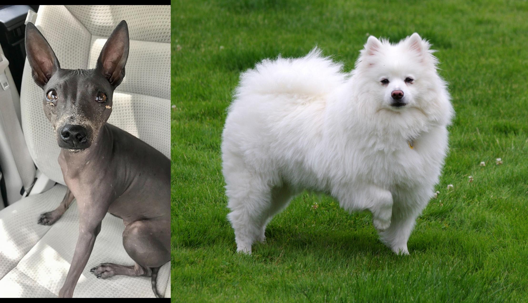 American Hairless Terrier Vs American Eskimo Dog Breed Comparison
