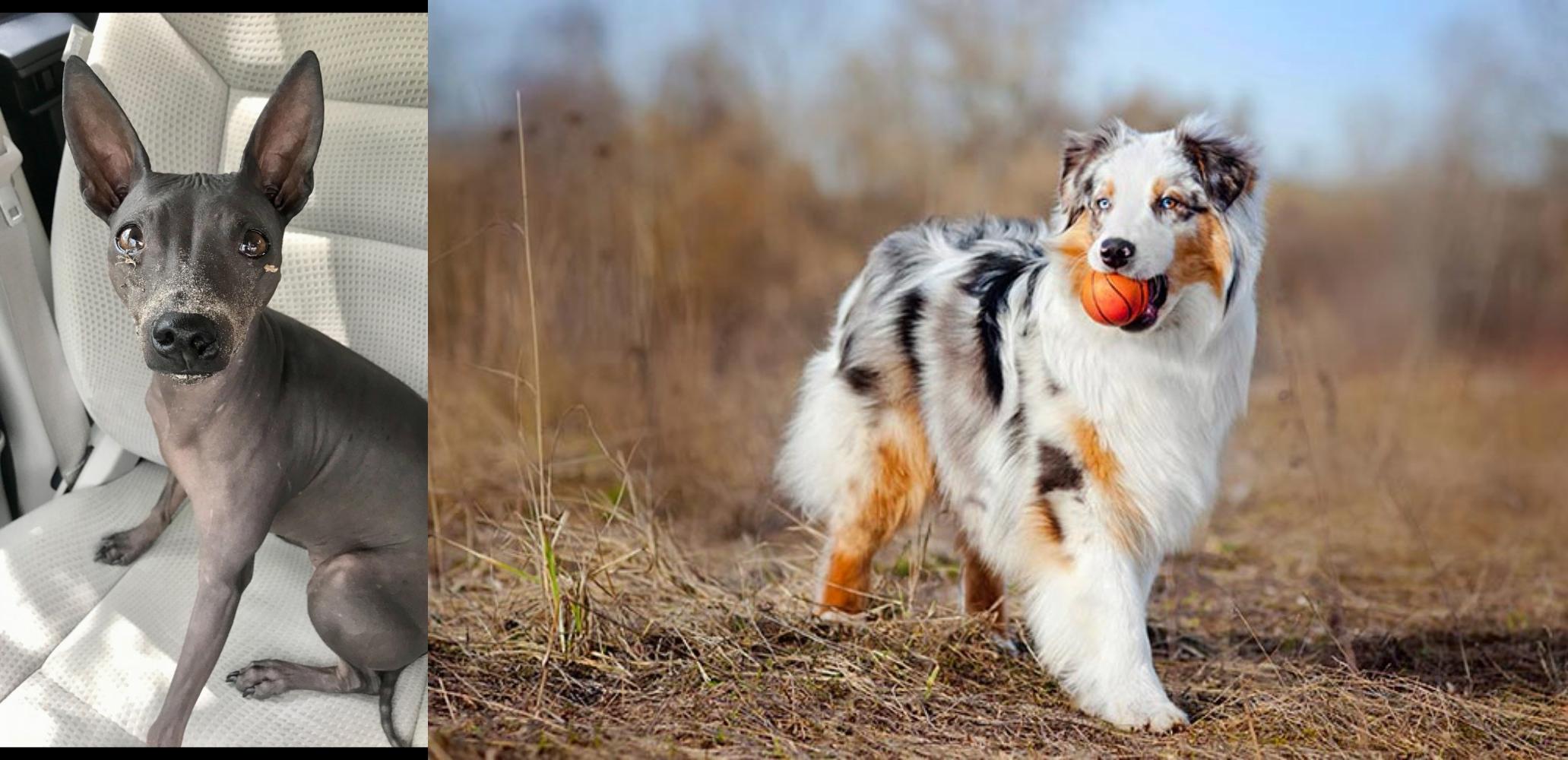 American Hairless Terrier Vs Australian Shepherd Breed Comparison