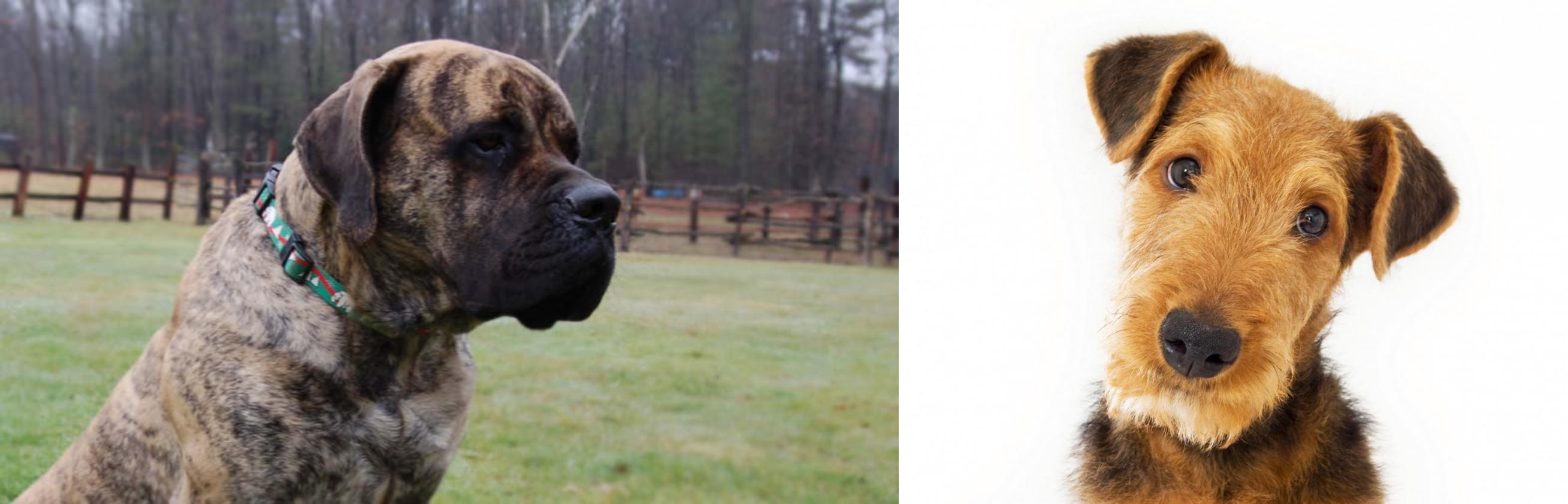 mastiff terrier