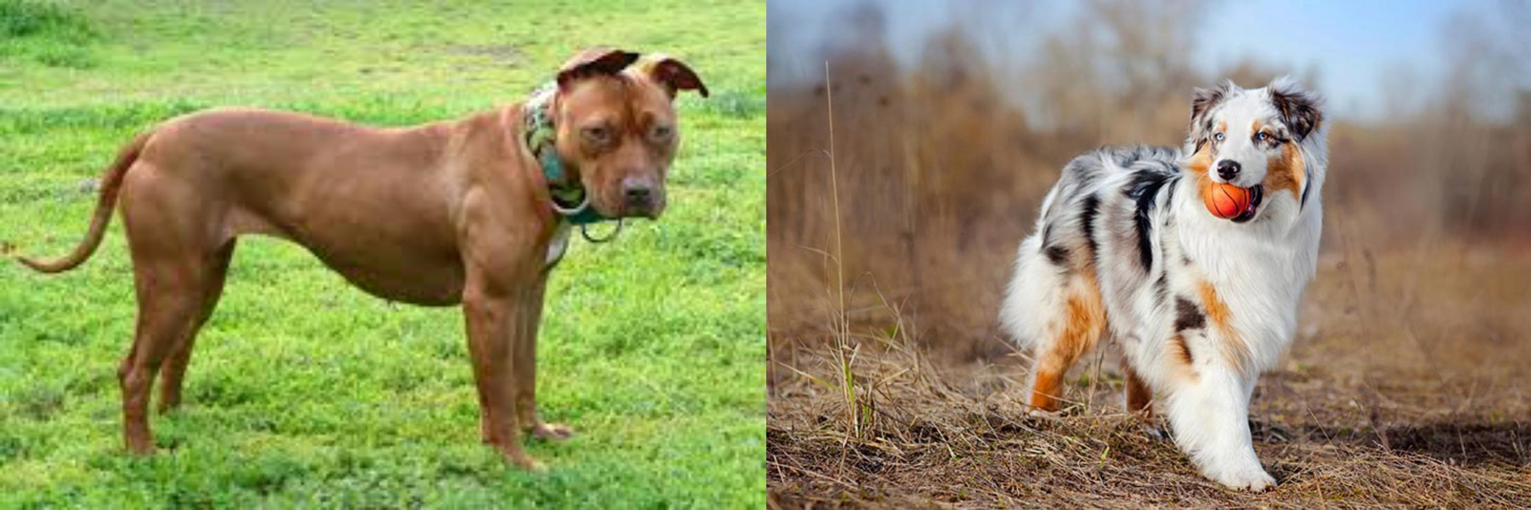 American Pit Bull Terrier Vs Australian Shepherd Breed Comparison