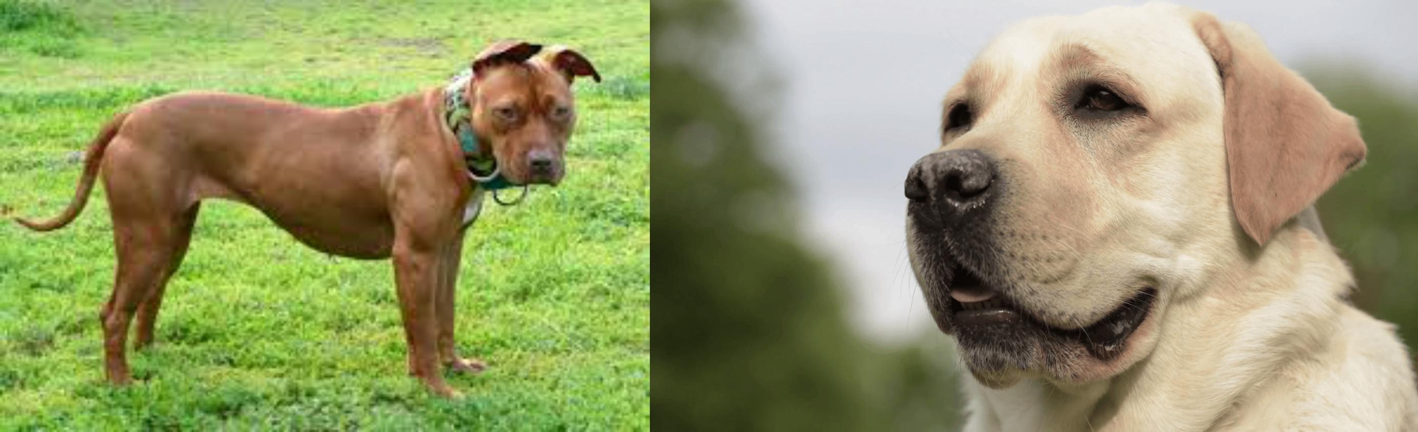 American Pit Bull Terrier Vs Labrador Retriever Breed Comparison