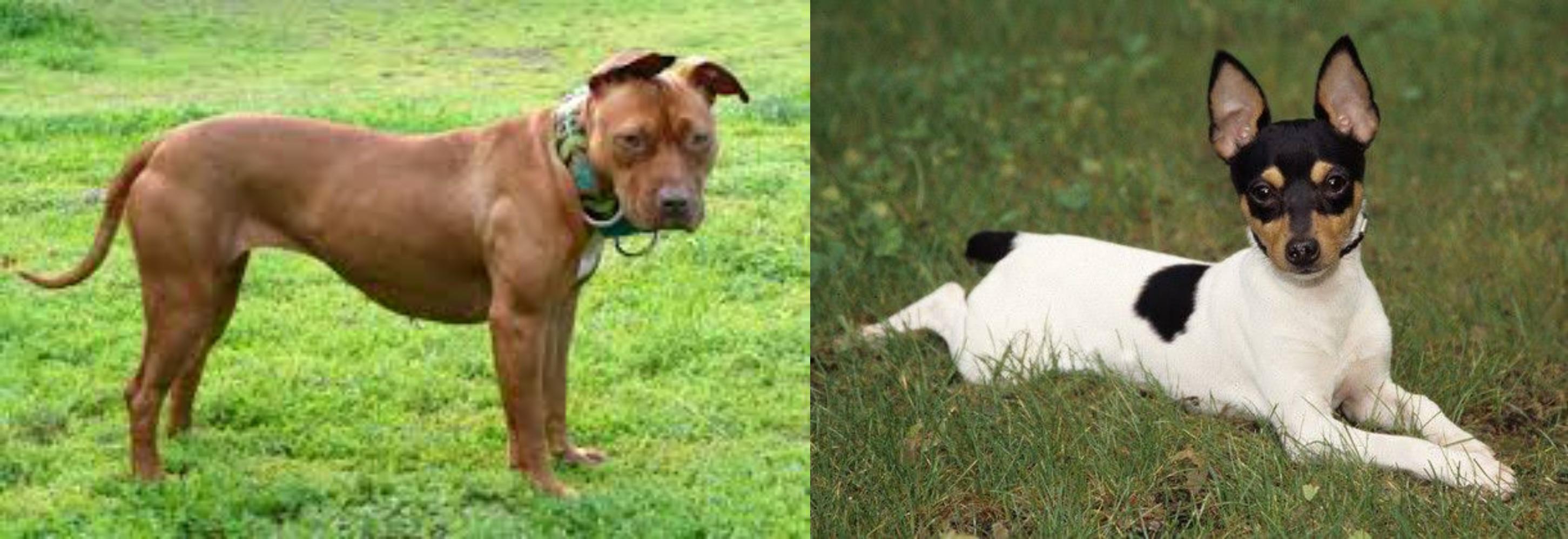Toy Fox Terrier vs American Pit Bull Terrier Breed Comparison