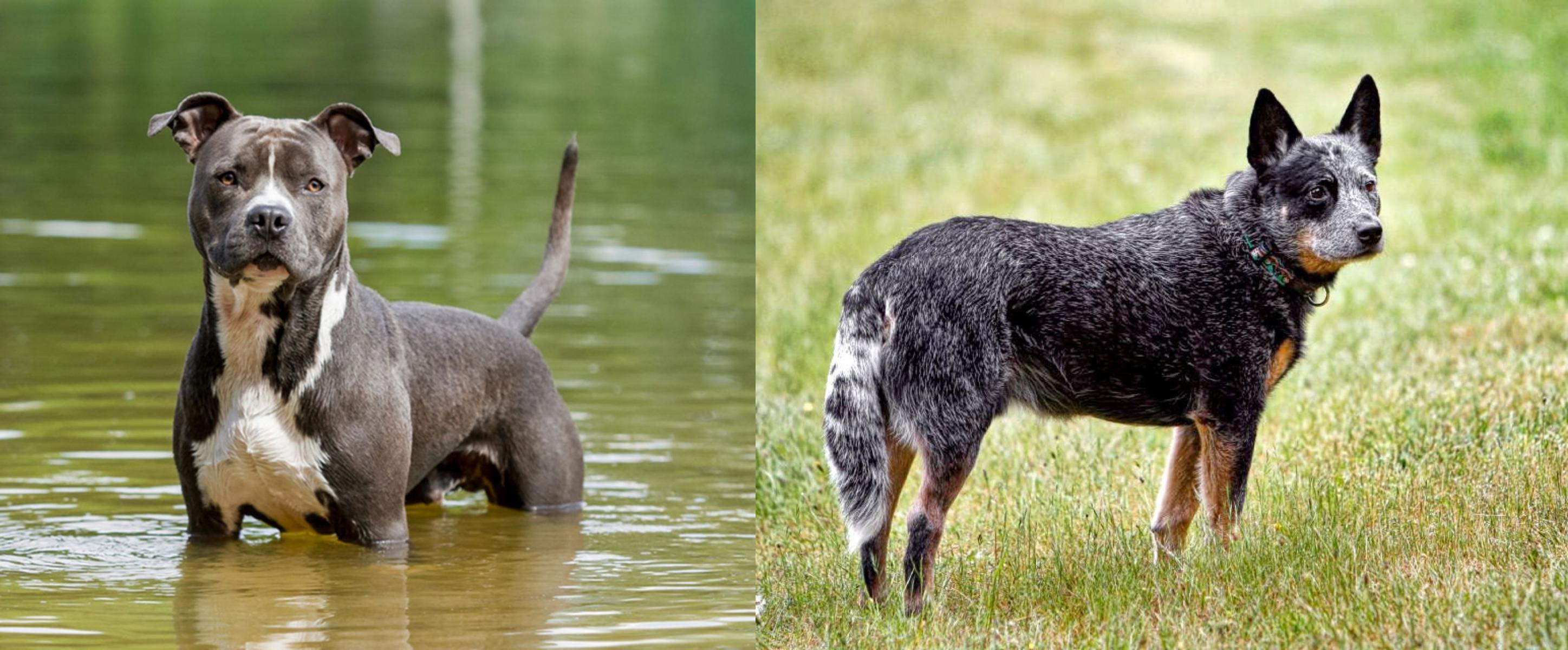 Verwonderlijk American Staffordshire Terrier vs Austrailian Blue Heeler - Breed FQ-66