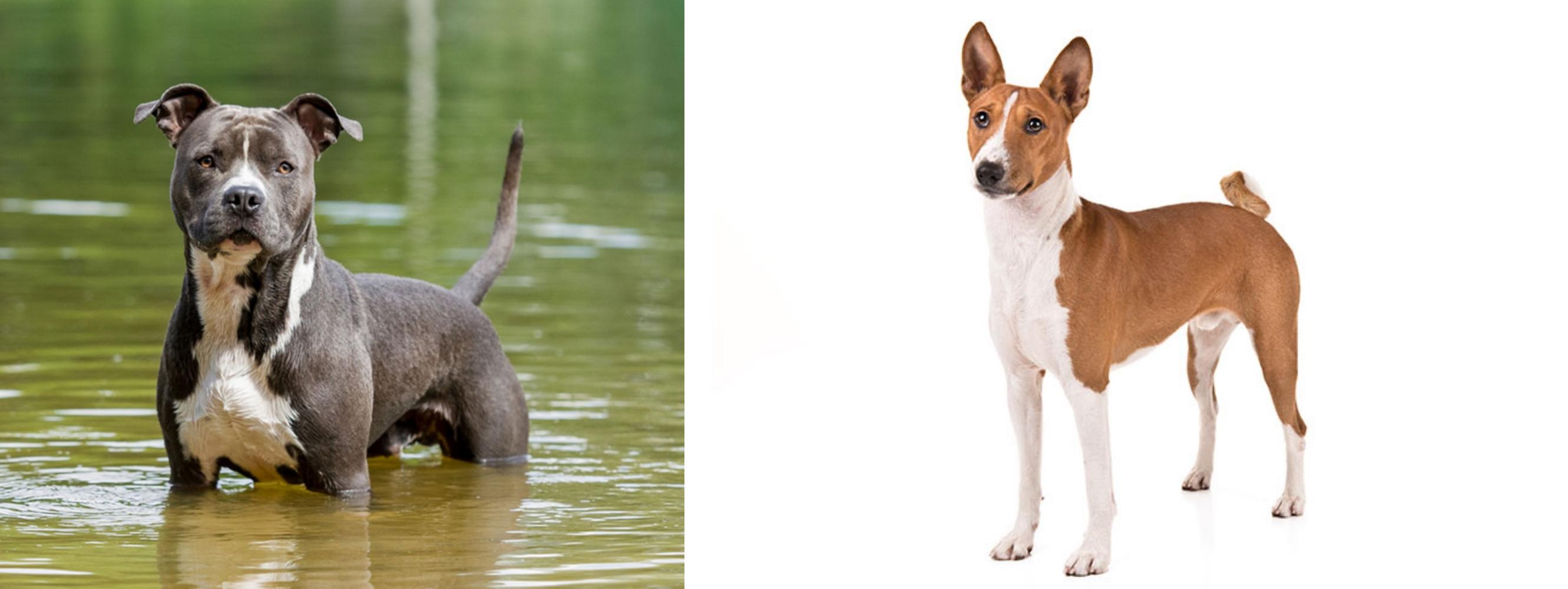 basenji staffordshire mix