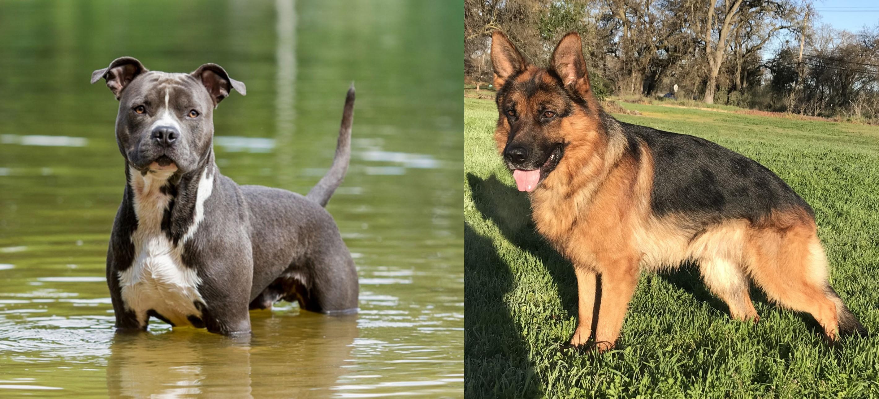 American Staffordshire Terrier Vs German Shepherd Breed Comparison