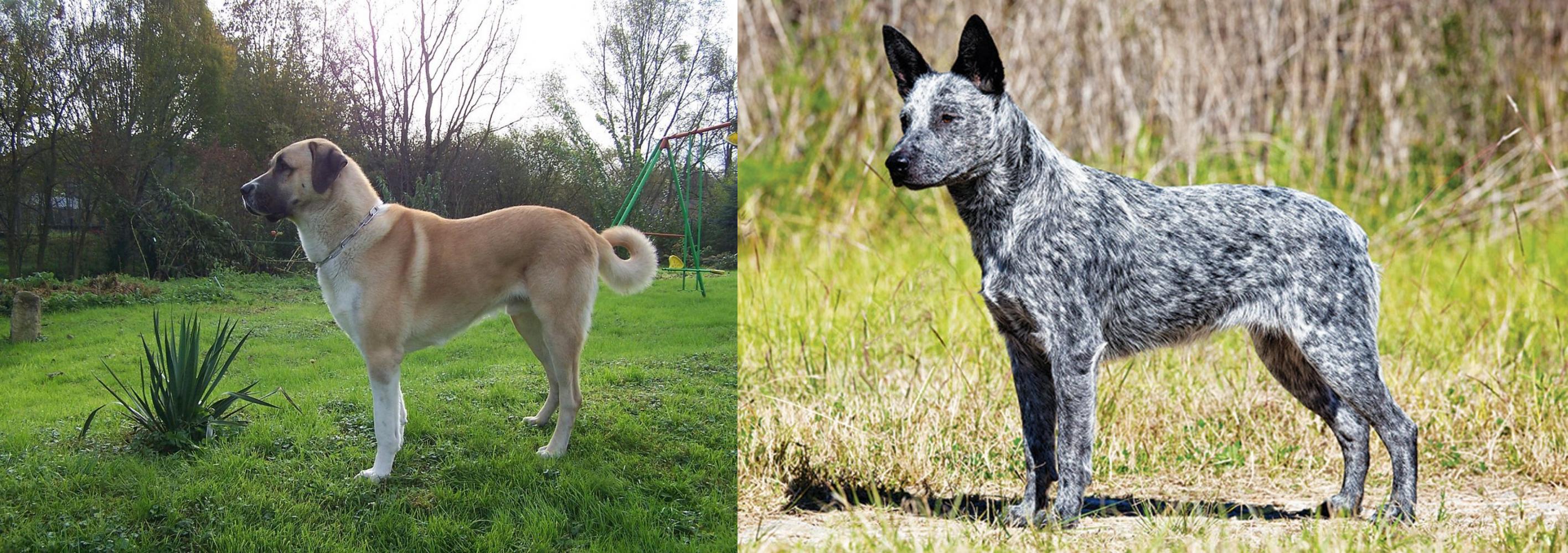 anatolian cattle dog