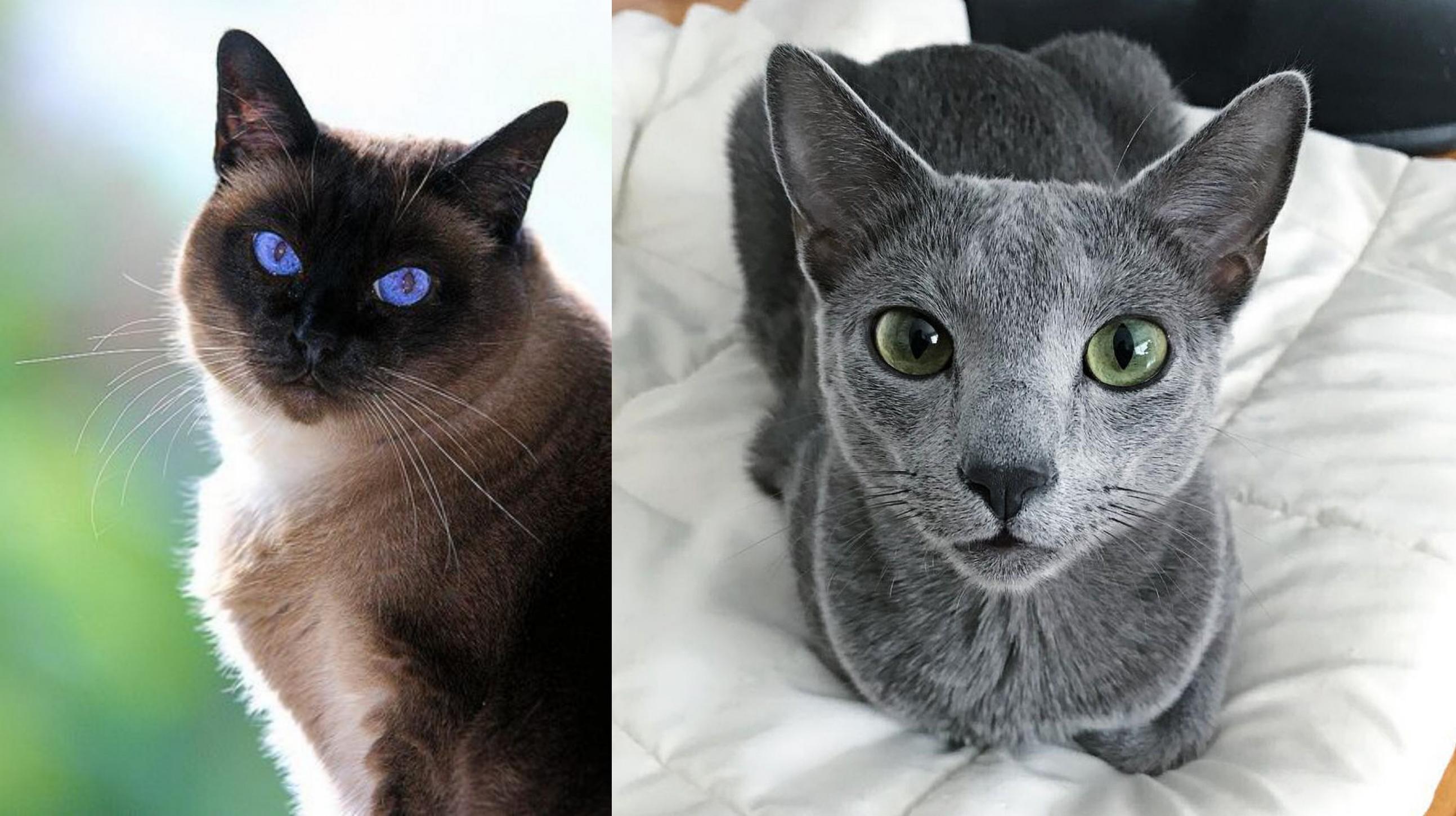 Applehead Siamese vs Traditional Siamese: What's the Difference? - wide 4