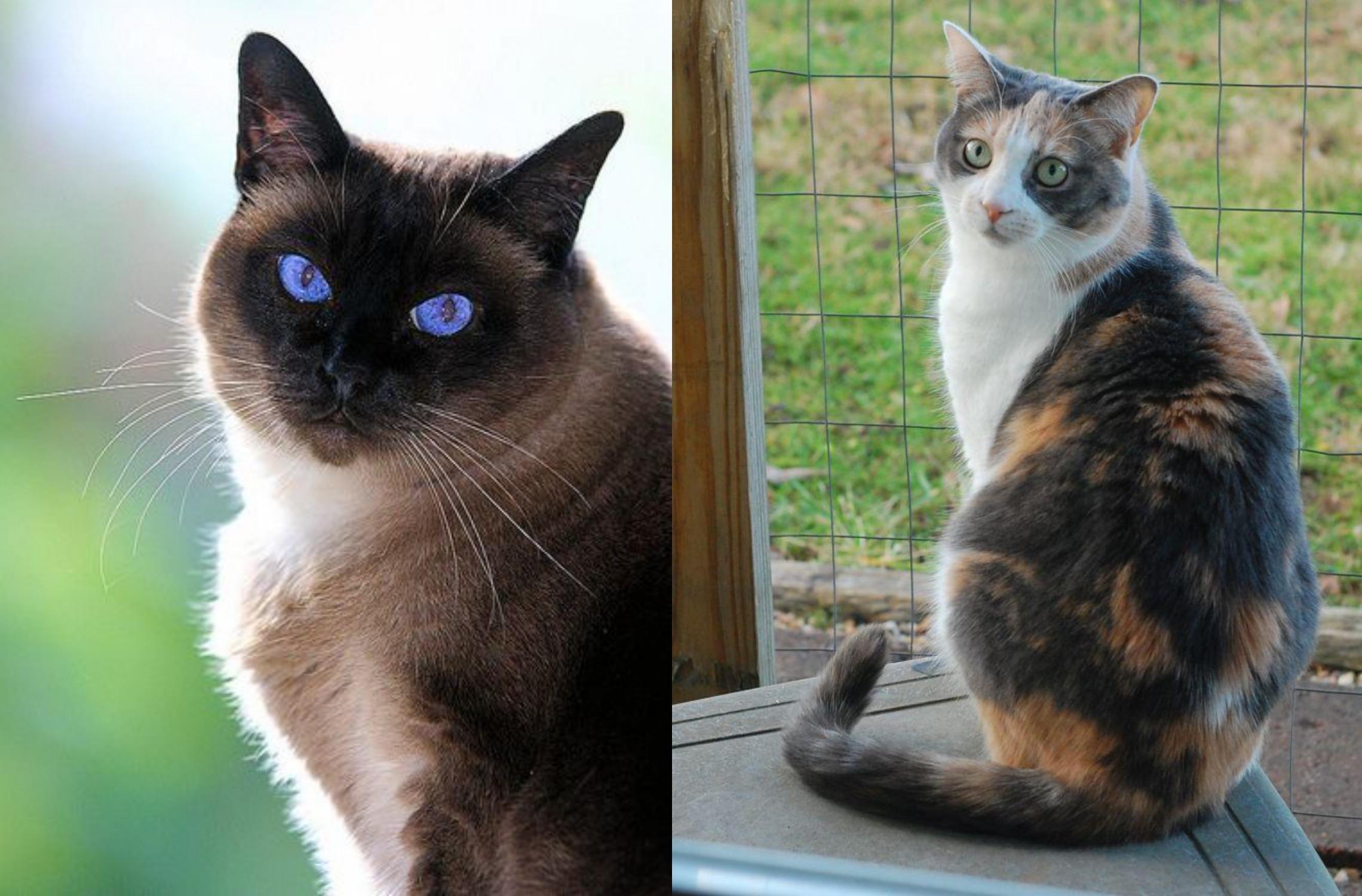 Dilute Calico vs Applehead Siamese Breed Comparison