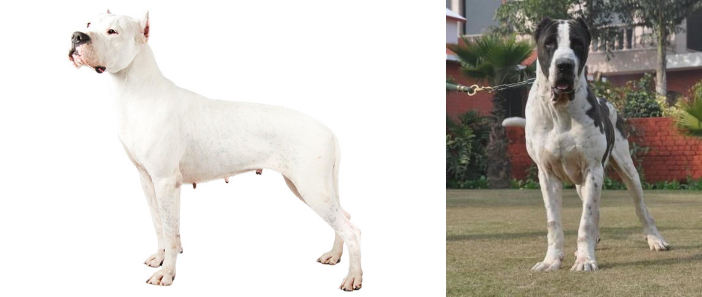Argentine Dogo Vs Bully Kutta Breed Comparison Mydogbreeds