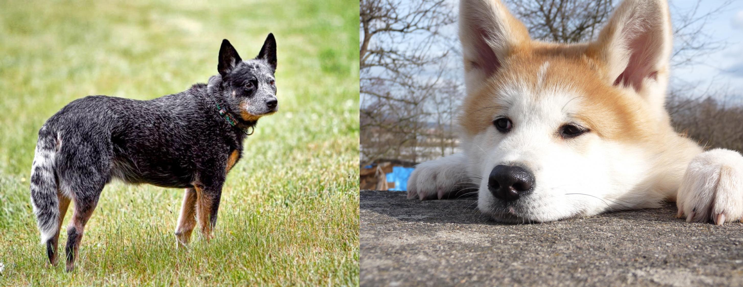 blue heeler akita mix
