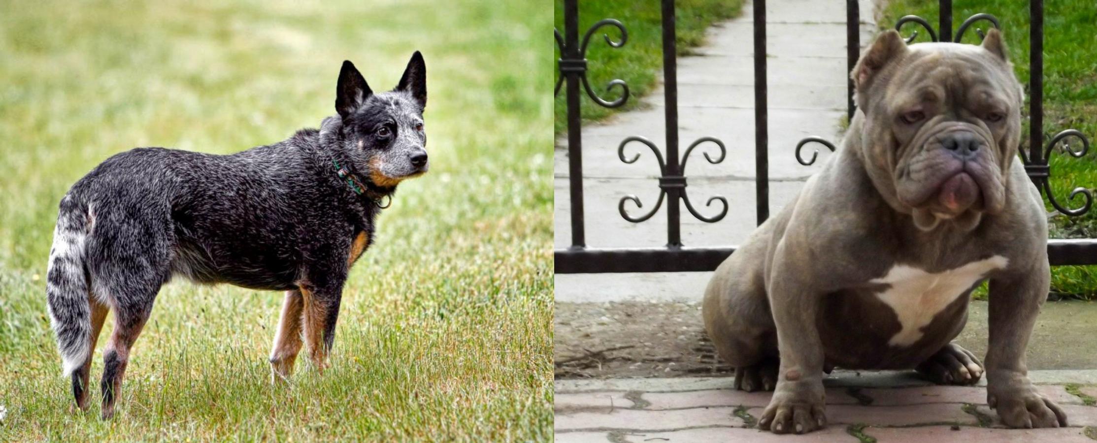 blue heeler bully mix