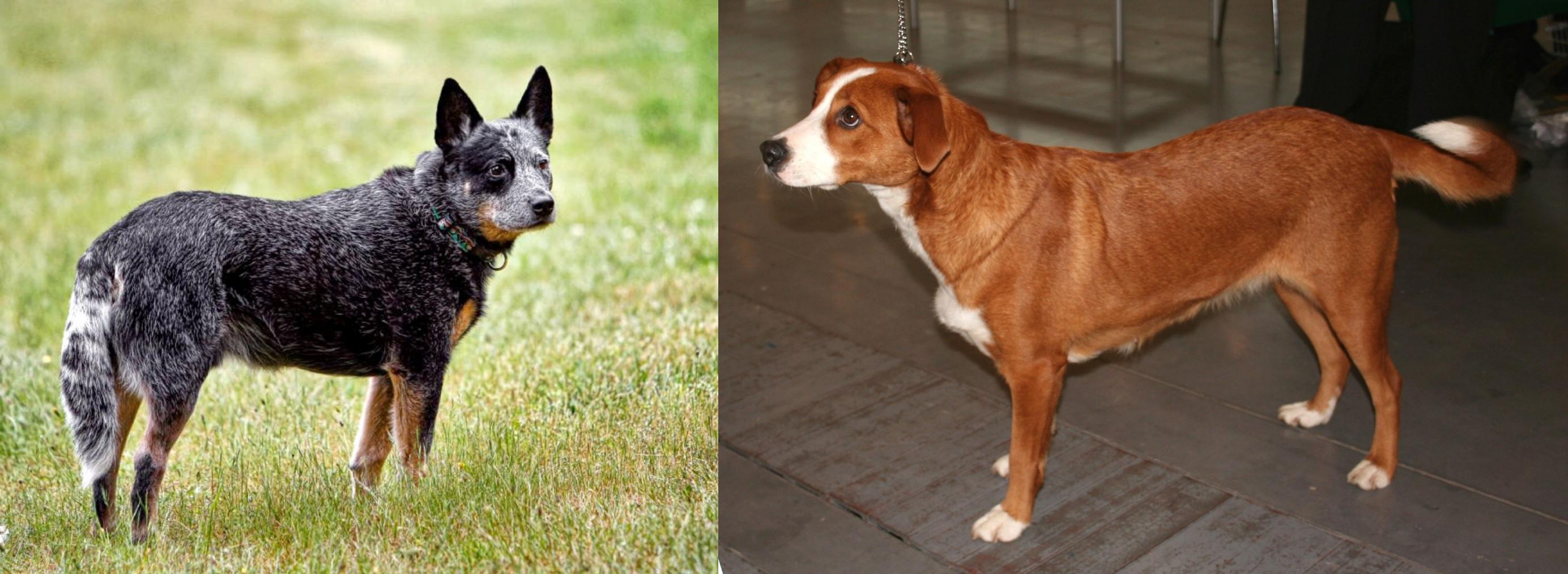 Austrian Pinscher vs Austrailian Blue Heeler Breed Comparison