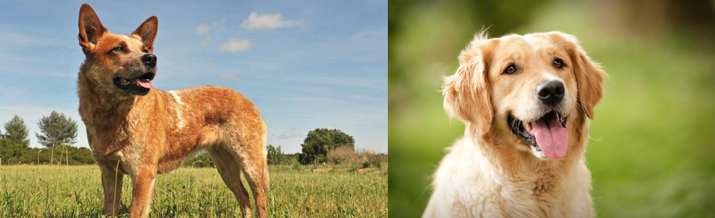 red heeler retriever mix