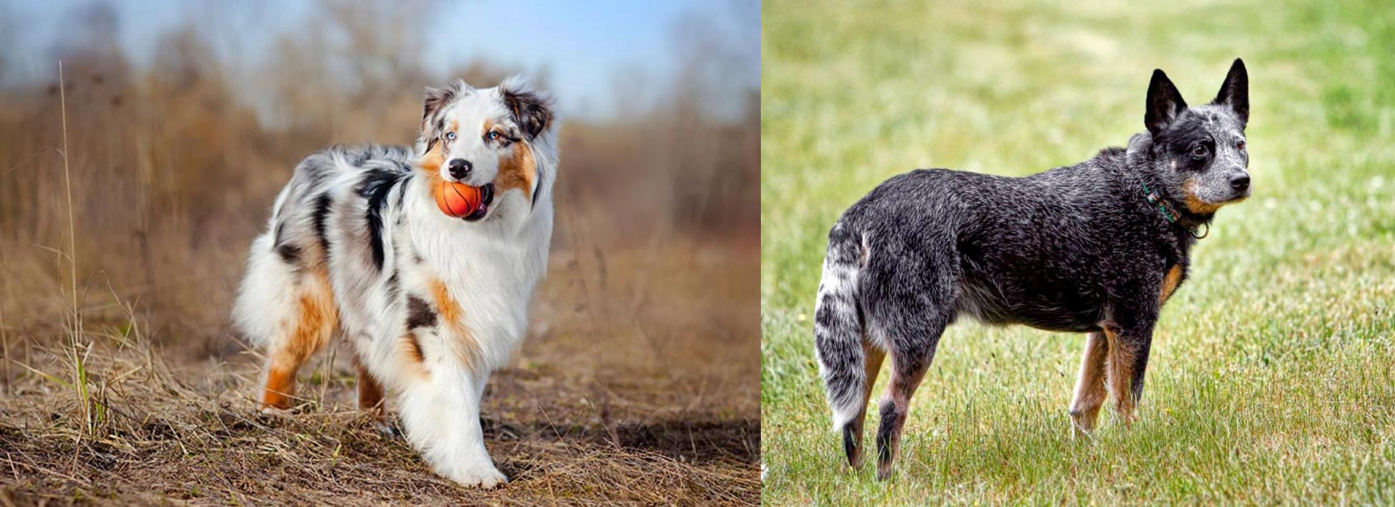 Australian Shepherd Vs Austrailian Blue Heeler Breed Comparison