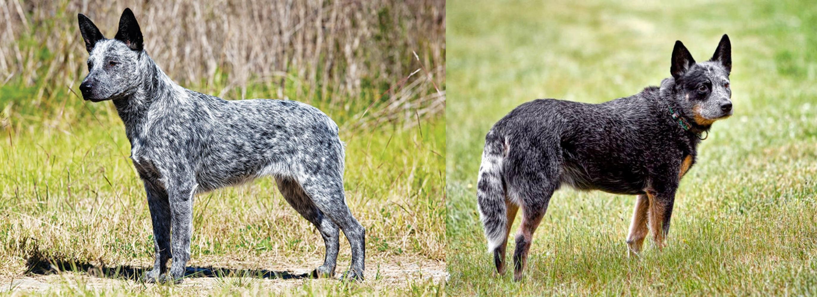 Australian Stumpy Tail Cattle Dog Vs Austrailian Blue Heeler Breed Comparison