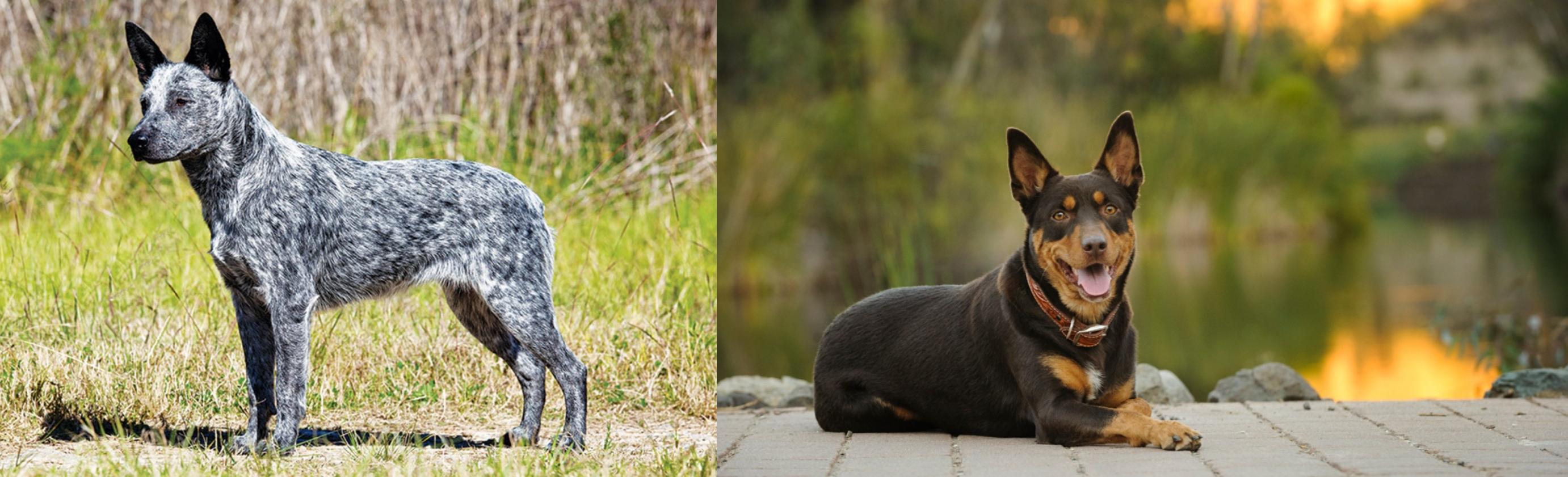 Australian Stumpy Tail Cattle Dog Vs Australian Kelpie Breed Comparison