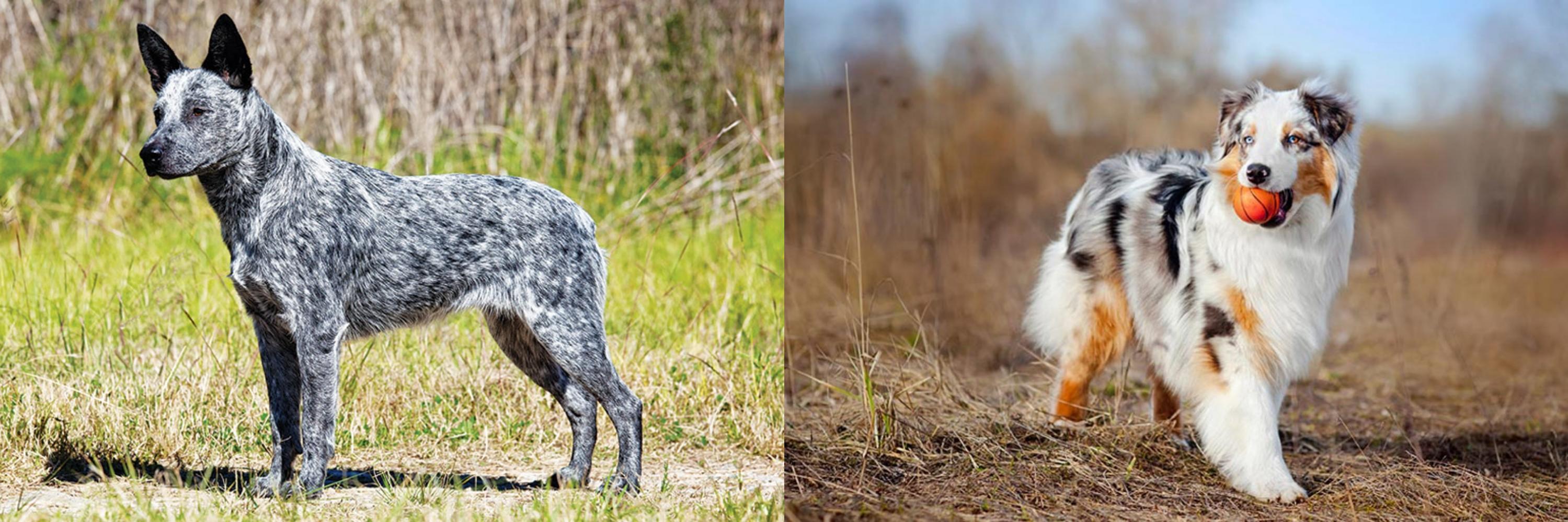 australian cattle dog and australian shepherd