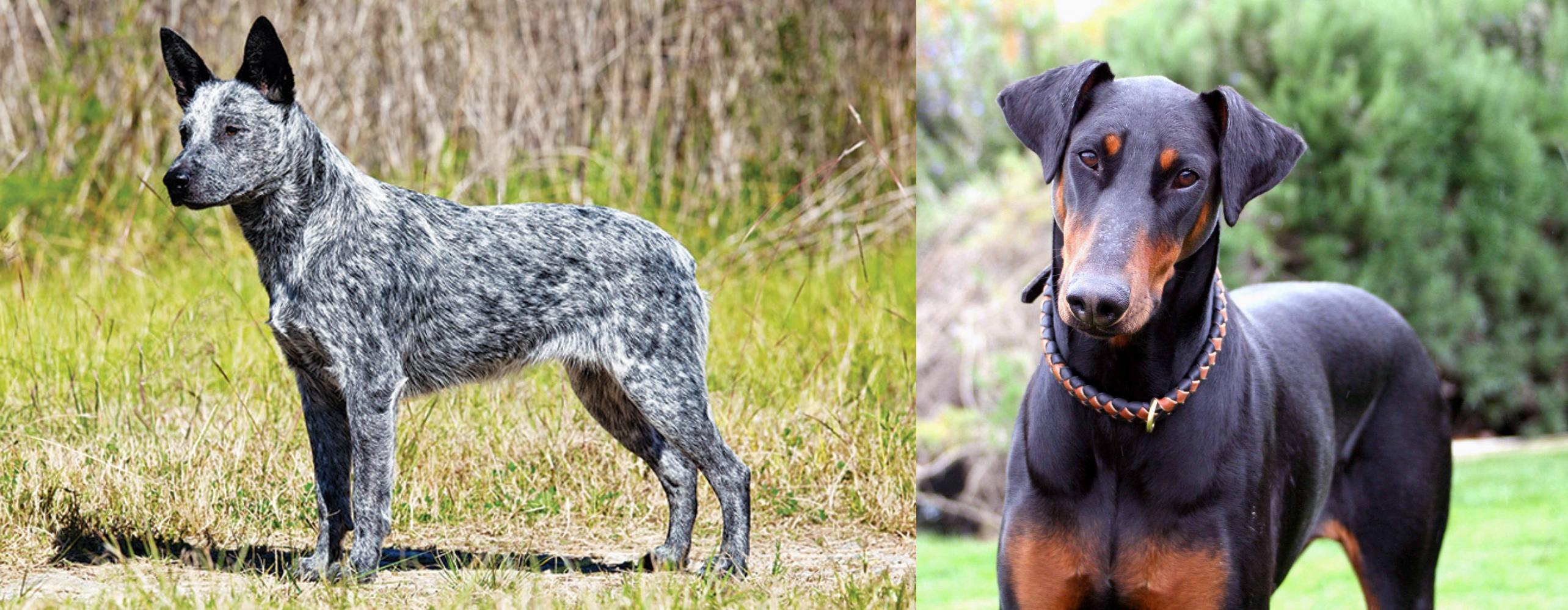 doberman pinscher tail