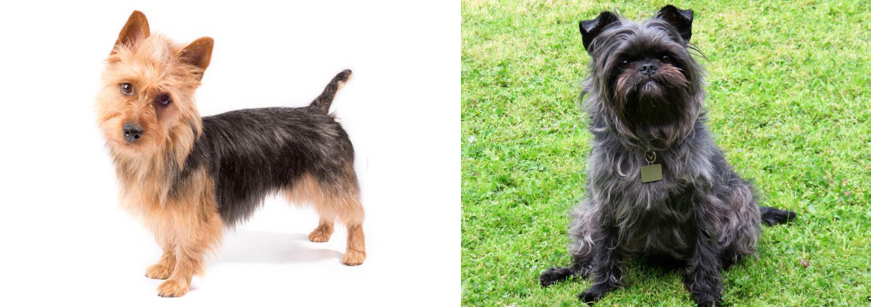 Australian Terrier Vs Affenpinscher Breed Comparison