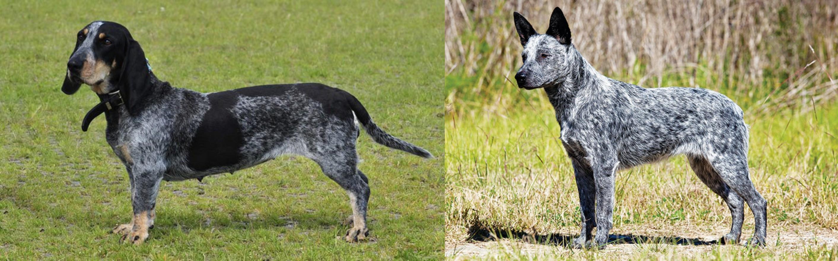 Basset Bleu De Gascogne Vs Australian Stumpy Tail Cattle Dog Breed Comparison