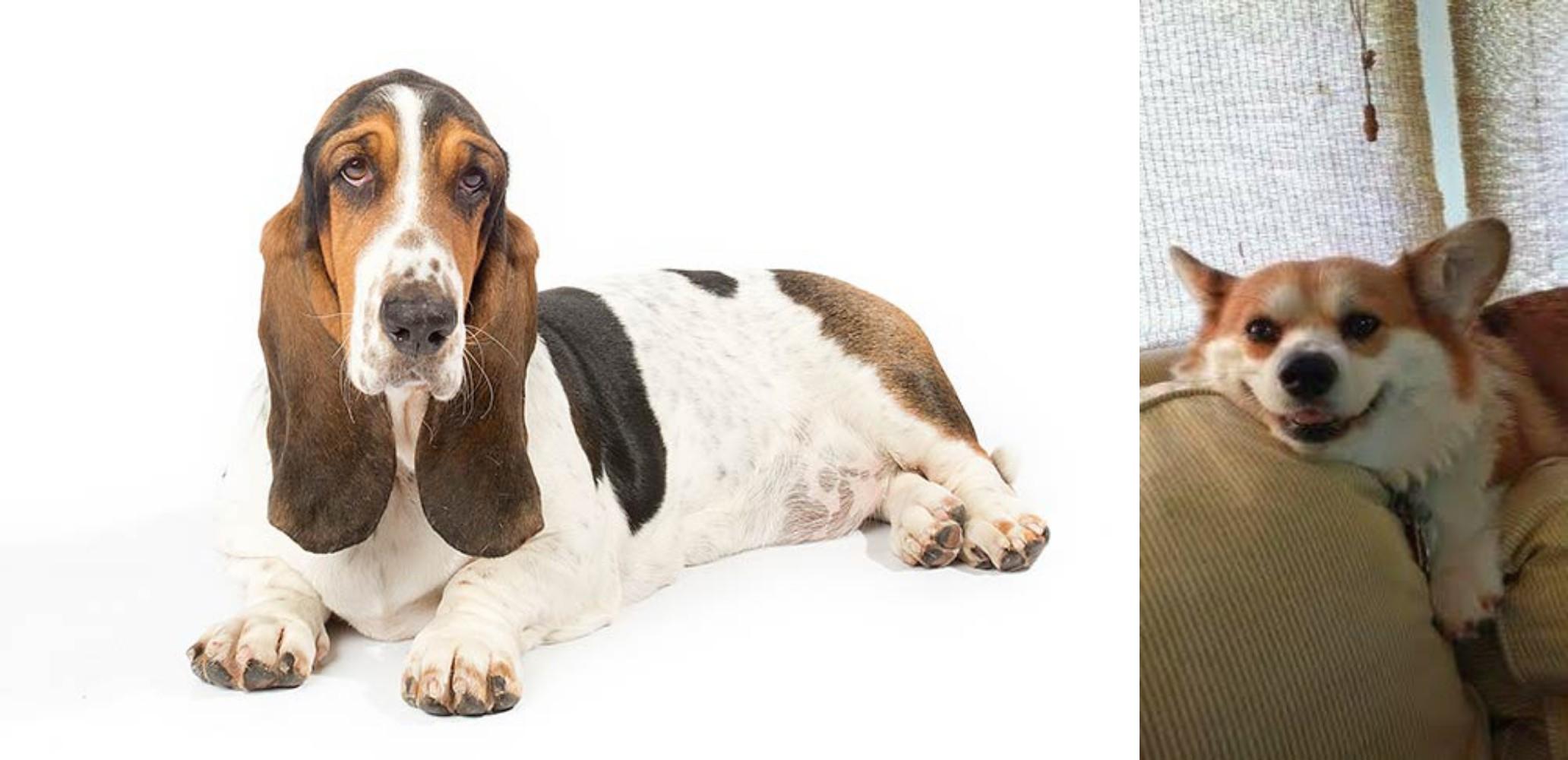 Pembroke Welsh vs Basset Hound Breed Comparison