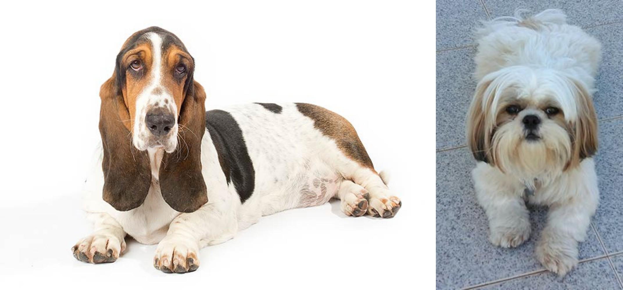 Shih Tzu vs Basset Hound Breed Comparison Petzlover
