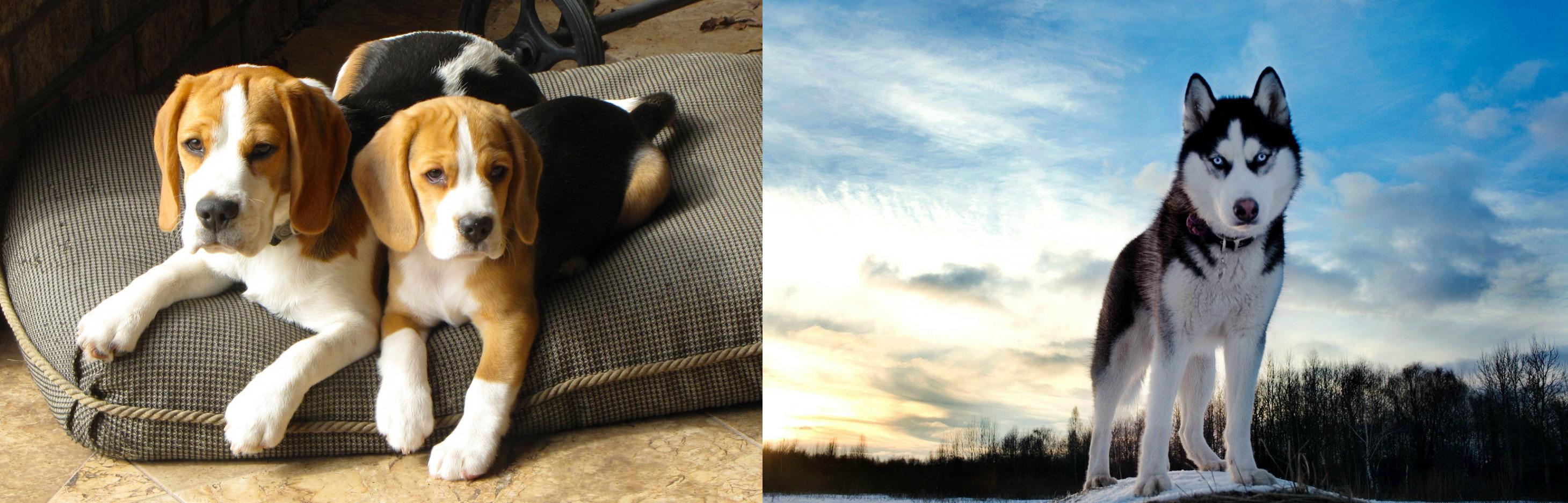Beagle is originated from United Kingdom but Alaskan Husky is originated fr...