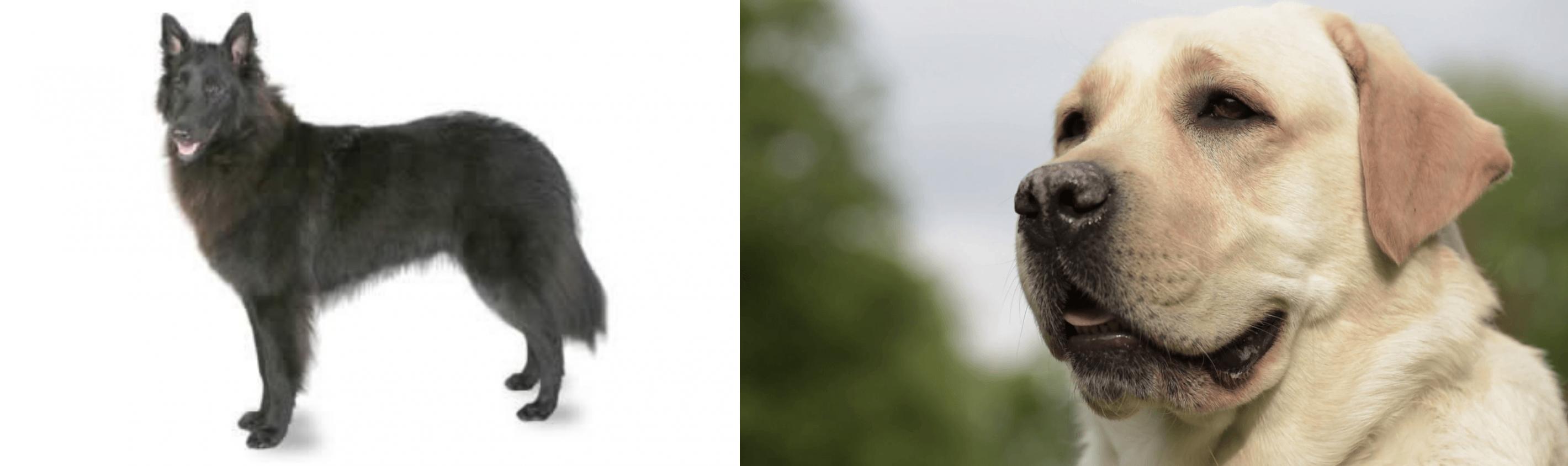 Belgian Shepherd vs Labrador Retriever Breed Comparison