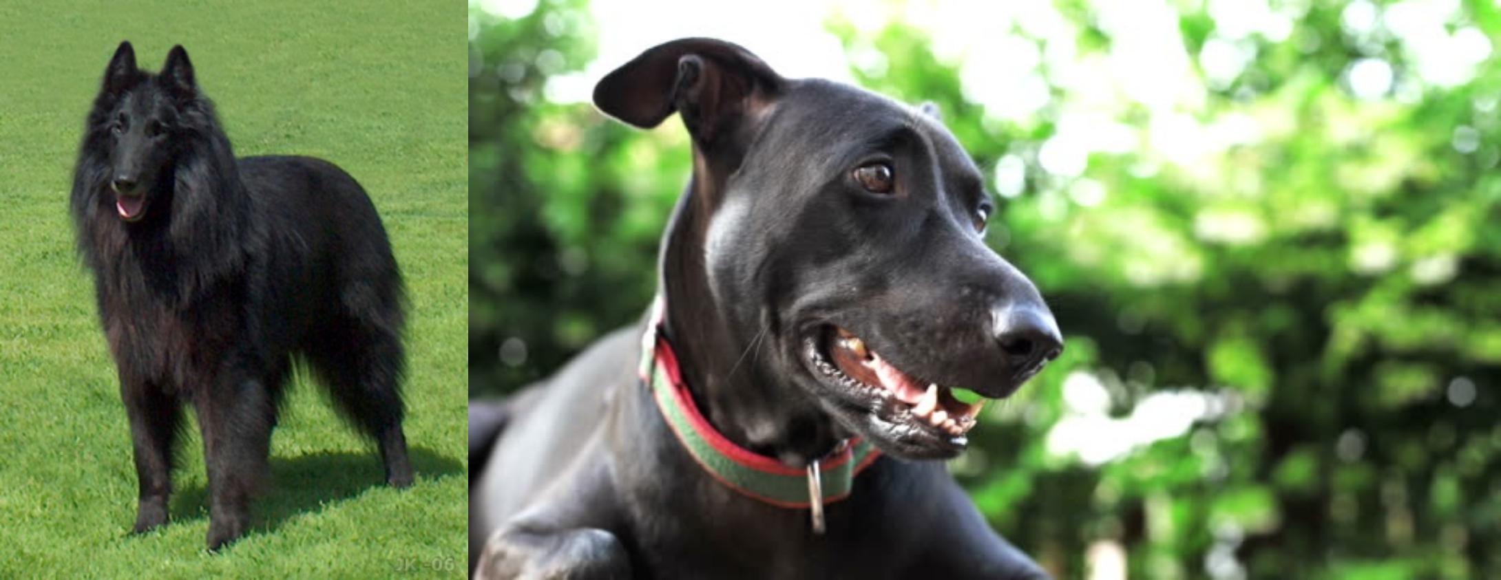 Shepard Labrador vs Belgian Shepherd Dog (Groenendael) Breed Comparison