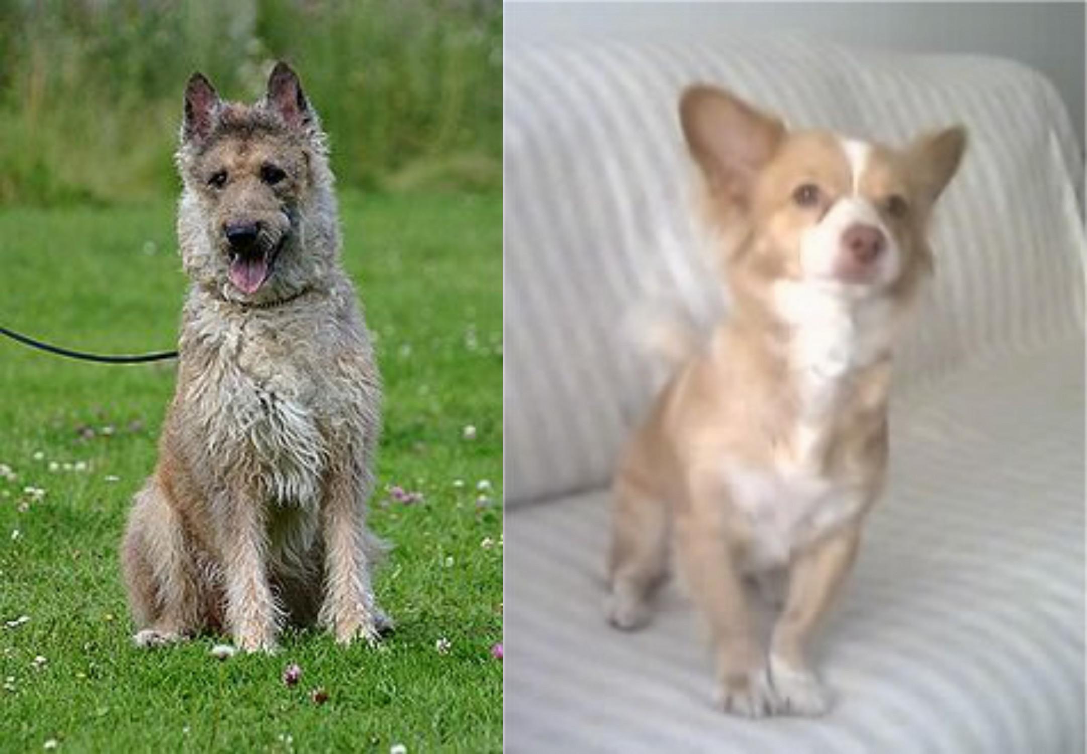 Belgian Shepherd Dog Laekenois Vs Alopekis Breed Comparison
