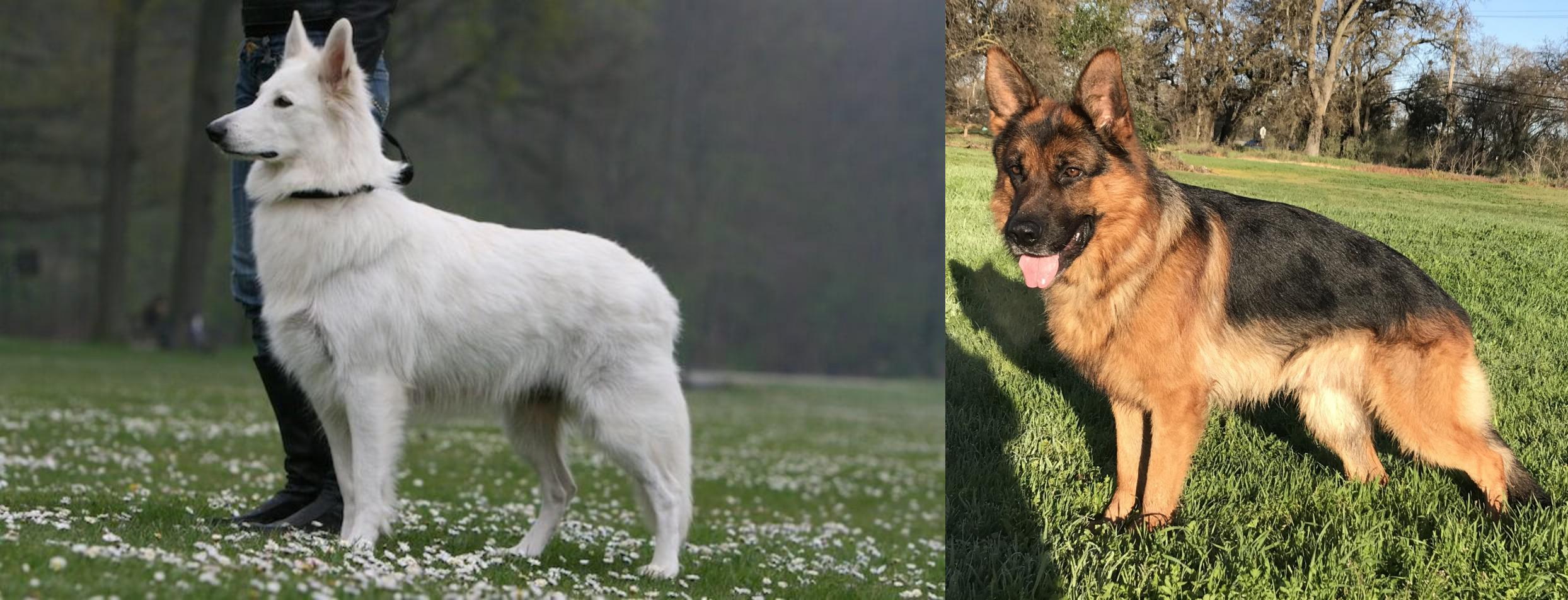 Berger Blanc Suisse Vs German Shepherd Breed Comparison
