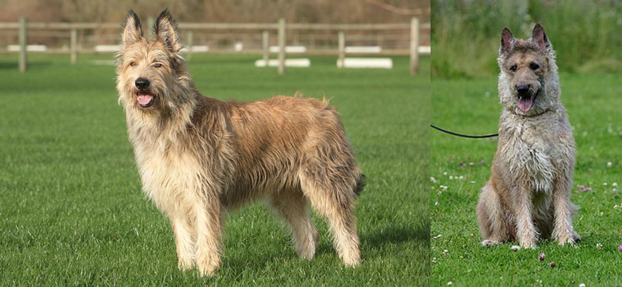 Berger Picard Vs Belgian Shepherd Dog Laekenois Breed Comparison