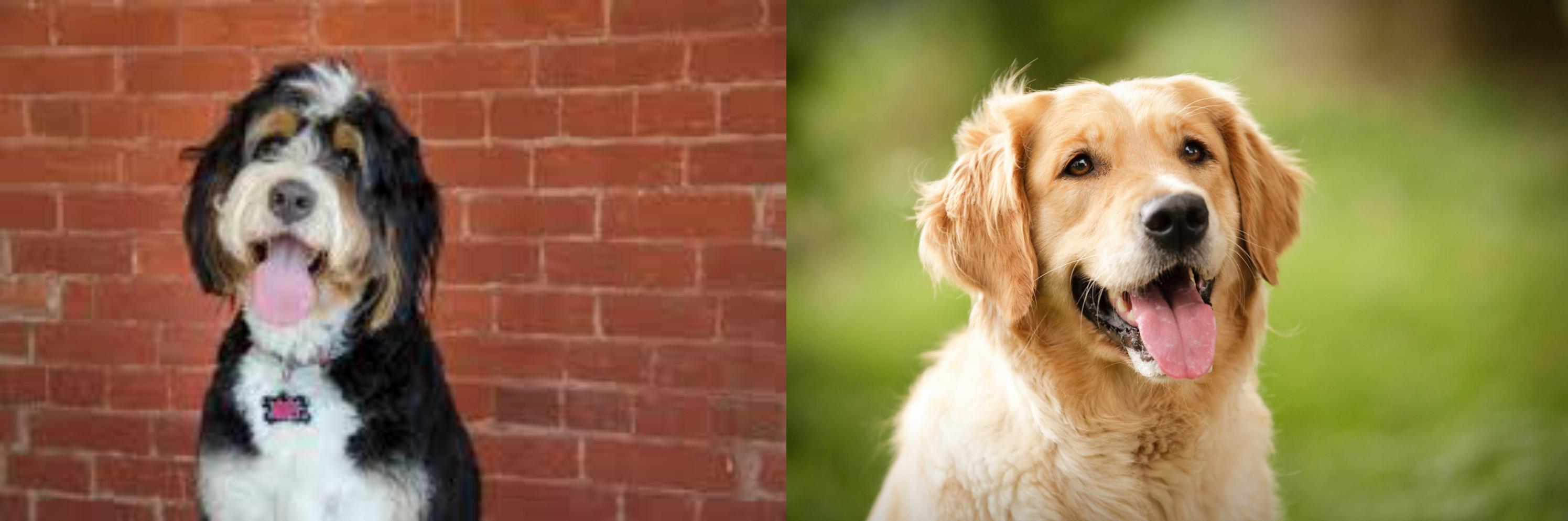 Bernedoodle vs Golden Retriever Breed Comparison