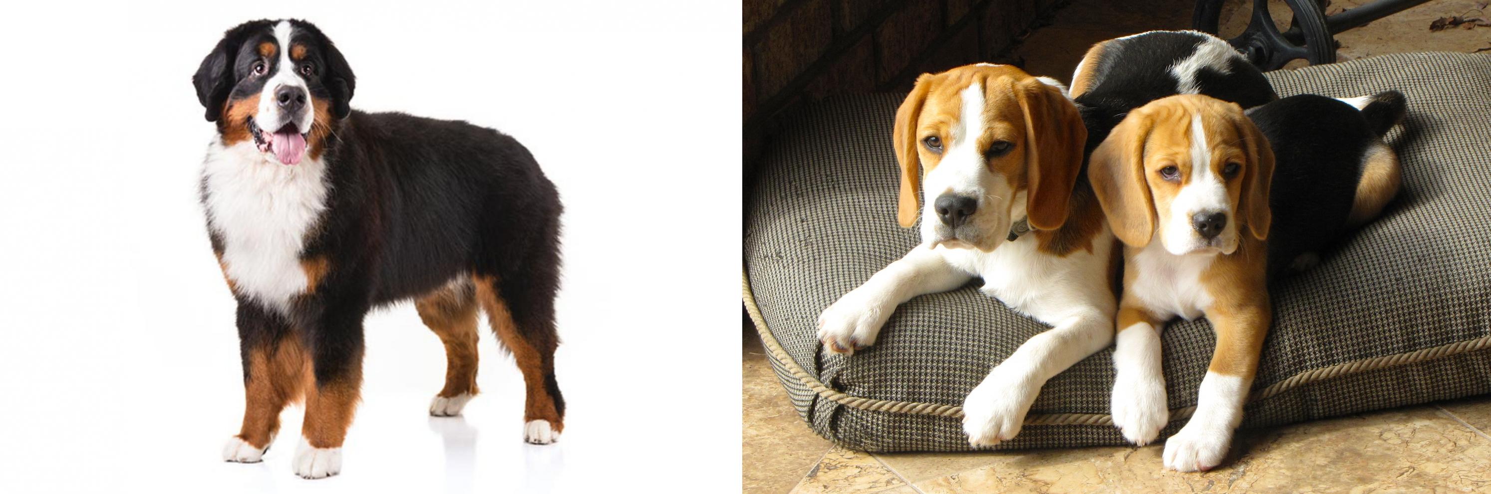 beagle bernese mountain dog