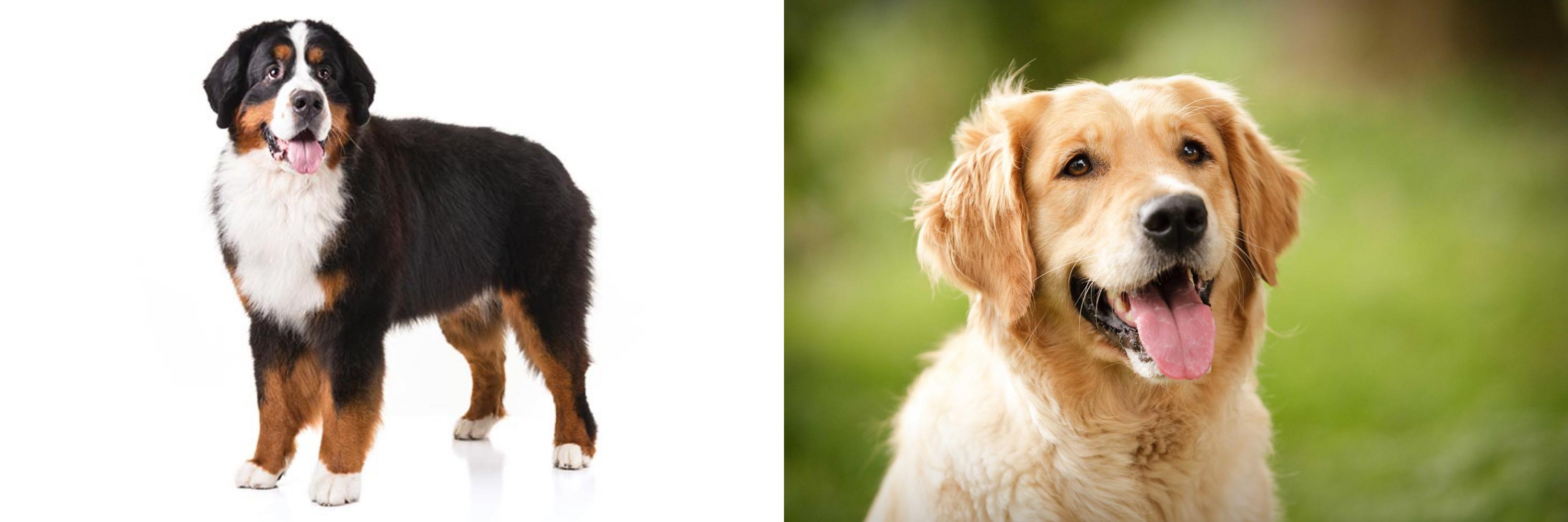 Bernese Mountain Dog Vs Golden Retriever Breed Comparison
