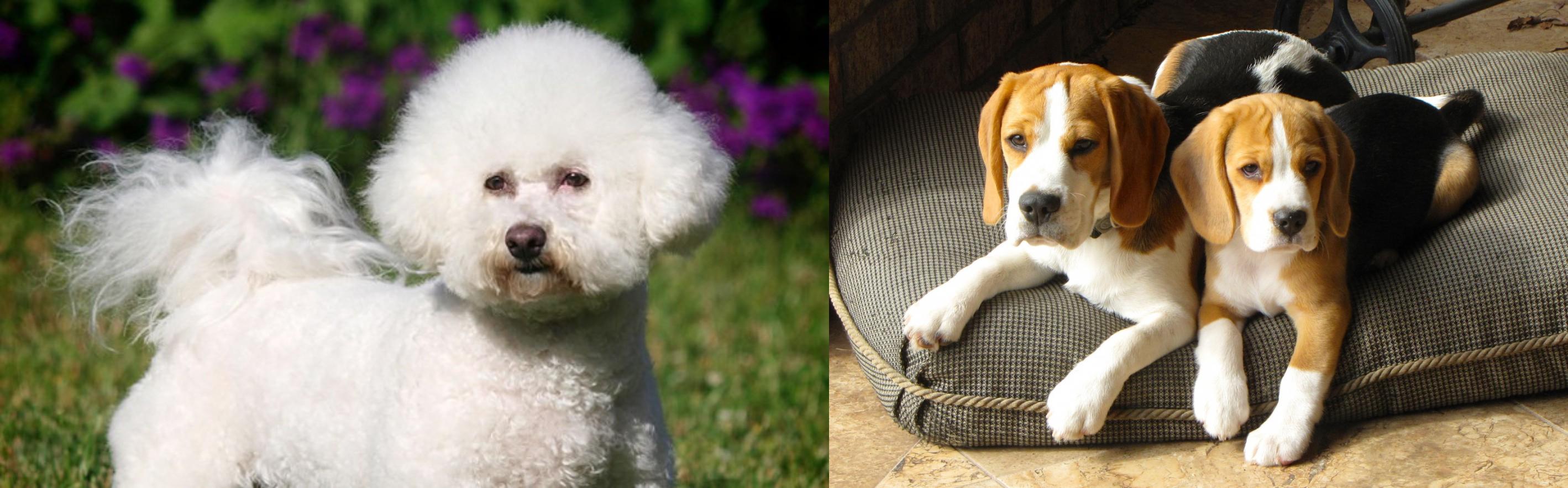 Bichon Frise vs Beagle Breed Comparison MyDogBreeds