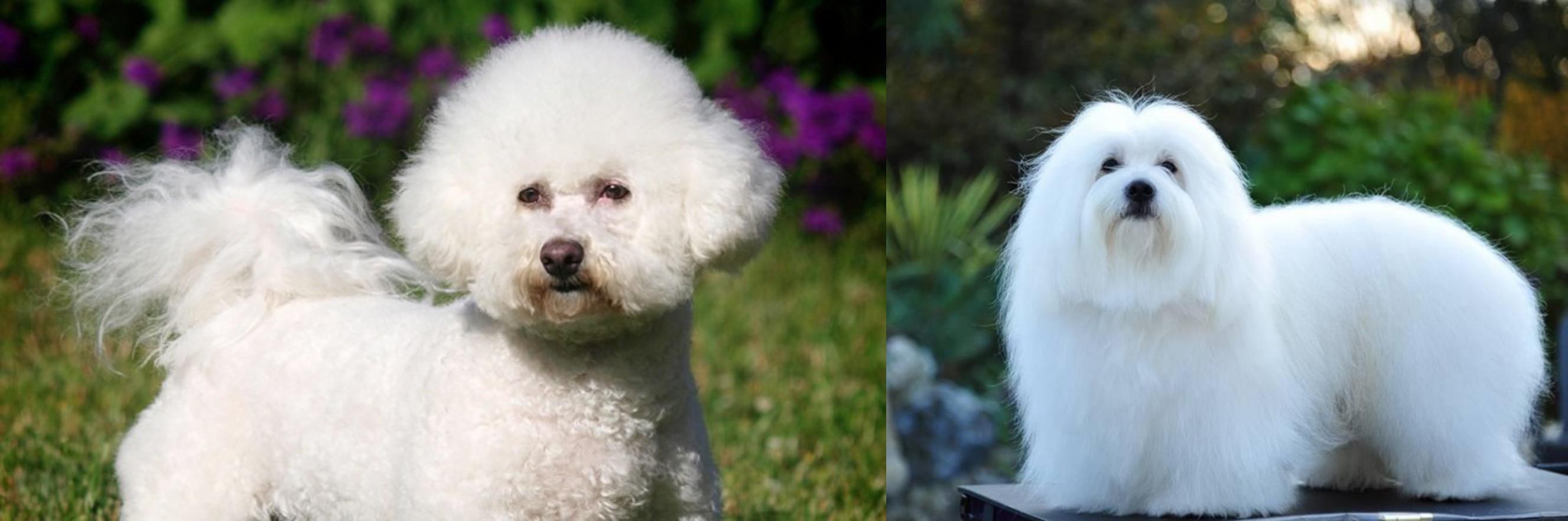Coton De Tulear vs Bichon Frise Breed Comparison
