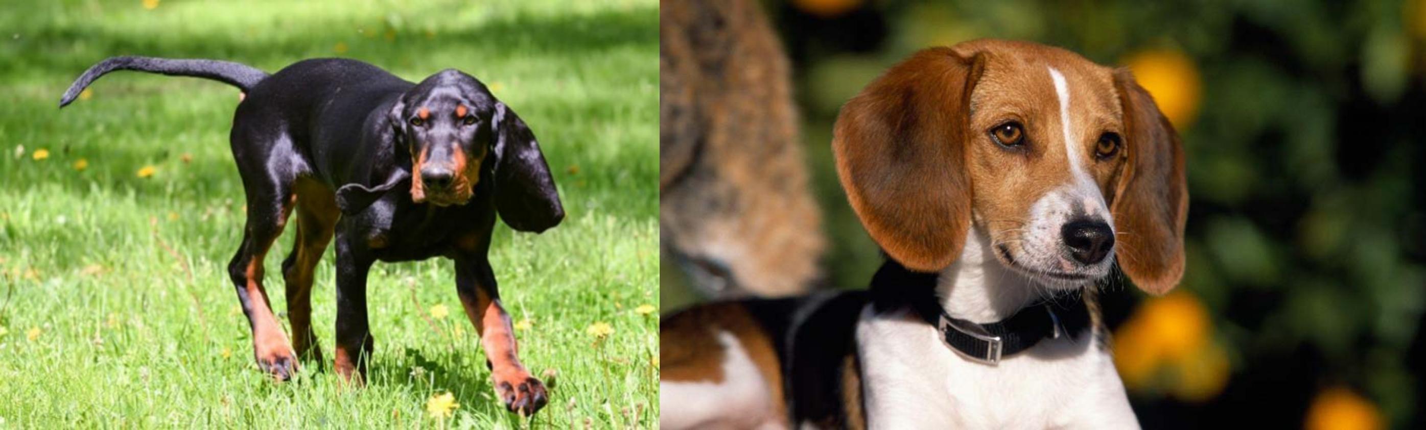 Black And Tan Coonhound Vs American Foxhound Breed Comparison